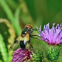 Fliege auf Distelblüte