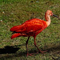 Scharlachsichler (Eudocimus ruber)