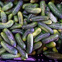 Gurken vom Spreewaldbauer Ricken