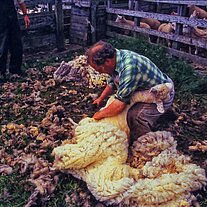 Schafscherer bei der Arbeit