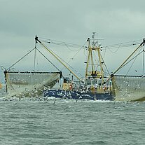 wieder der Krabbenkutter