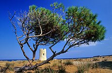 Sarazenenturm mit Pinie