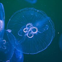 Qualle im Ozeaneum