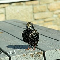 Star auf dem Tisch