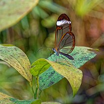 Glasflügel Schmetterling