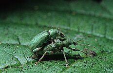 Fichtenrüsselkäfer ( Hylobius abietis )