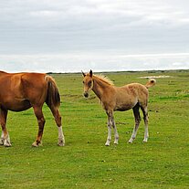 Stute mit Fohlen
