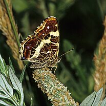 Landkärtchen ( Araschnia levana )