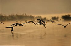 Kormorane fliegen ein