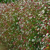 Blumenbewucherte Mauer