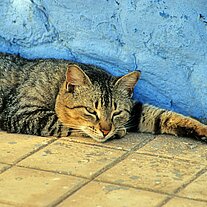 Kater
