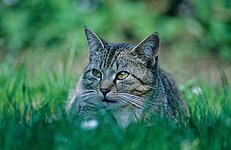 Hauskatze ( Felis catus )