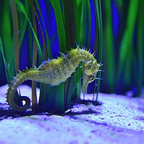 Seepferdchen im Ozeaneum