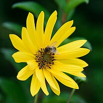 Biene auf Blüte Biene auf Blüte