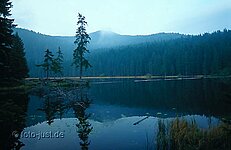 gr. Arbersee Baumhalbinsel