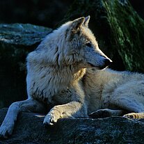 Wolf