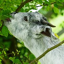 Ziege frisst Blätter
