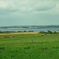 Blick über die Weiden von Lyø Blick über die Weiden von Lyø
