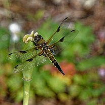 Vierfleck Libelle