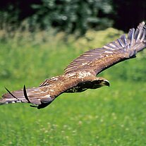 Seeadler fliegt ( Haliaetus leucocephalus )