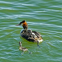 Haubentaucher mit Jungen