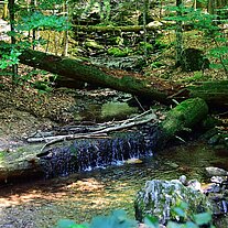Großer Steinbach