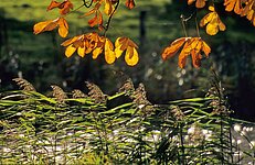 Kastanienblätter und Schilf