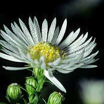 Blüte mit Tau