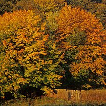 Herbst am Waldrand