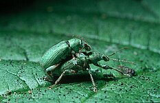 Fichtenrüsselkäfer ( Hylobius abietis )