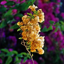 Schmetterlingsblütler