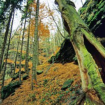 alte Bäume