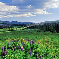 Blick zum Lusen vom Pürstling ( Breznik ) aus
