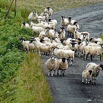 Schafe angriffsslustig auf der Strasse