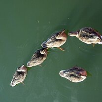 Entenfamilie