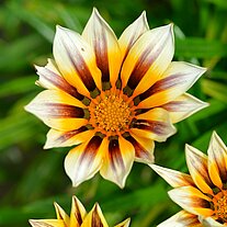 Sternblume