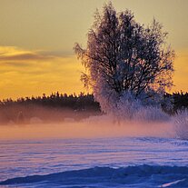 Morgennebel