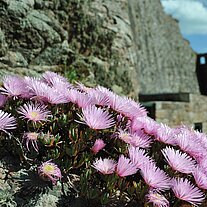 Blumen auf dem Fels mit Burg