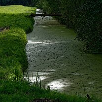 Fließ bei Hartmannsdorf