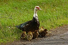 Entendame mit ihren Jungen