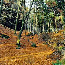 Herbstwald