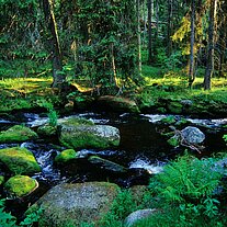 der Hammerbach