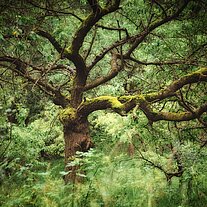 alte Obstbäume auf der Südseite des Seeberg