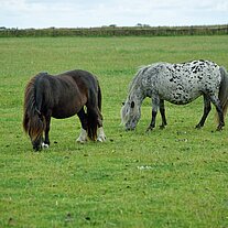 Pferde auf der Koppel