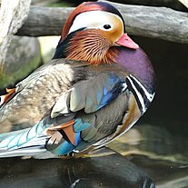 Mandarin Ente