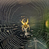 Kreuzspinne im Netz