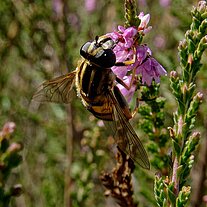 Schwebfliege an Heidekraut