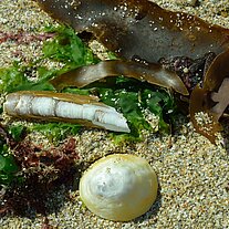 Muscheln und Tang