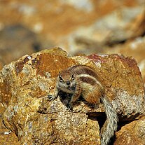 Streifenhörnchen angriffslustig