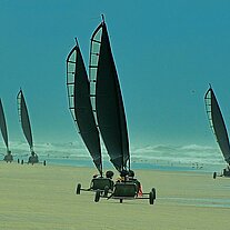 Strandsegler Gruppe von hinten